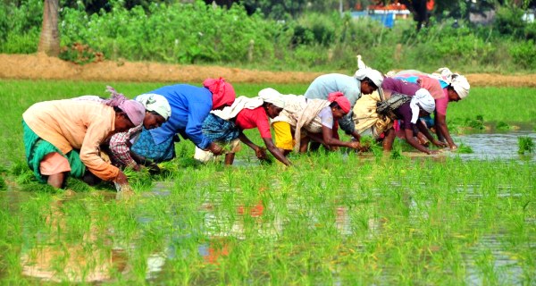 How UP Beats Maharashtra, Gujarat In Agriculture Productivity