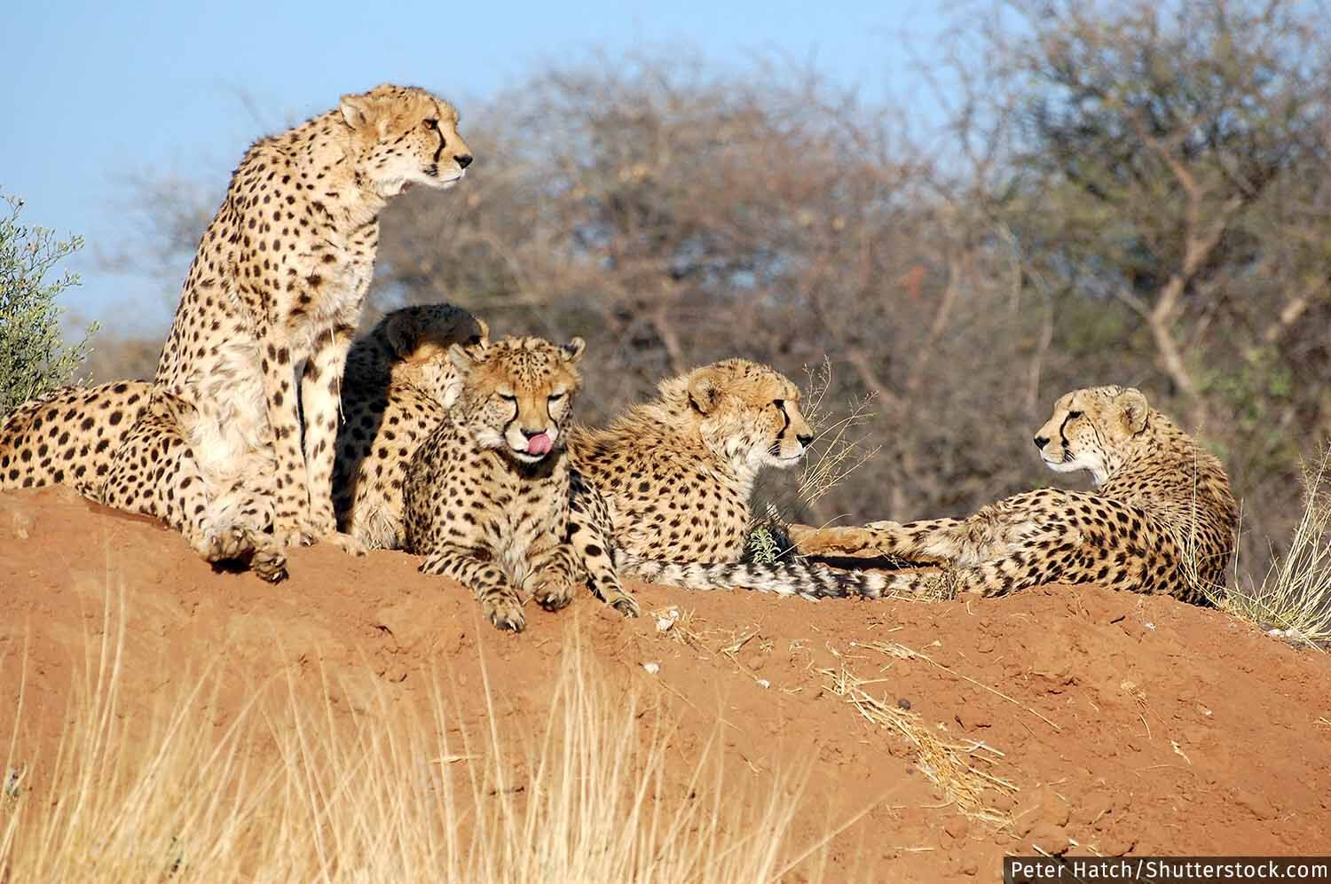 MP Got Cheetahs From Namibia, But Still Can't Get Lions From Gujarat, Even  After A 2013 SC Order