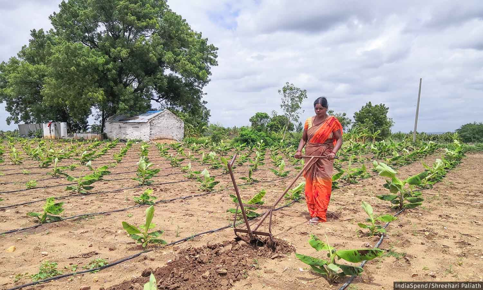 How Women Farmers Are Helping Transition To Natural Farming In Andhra  Pradesh