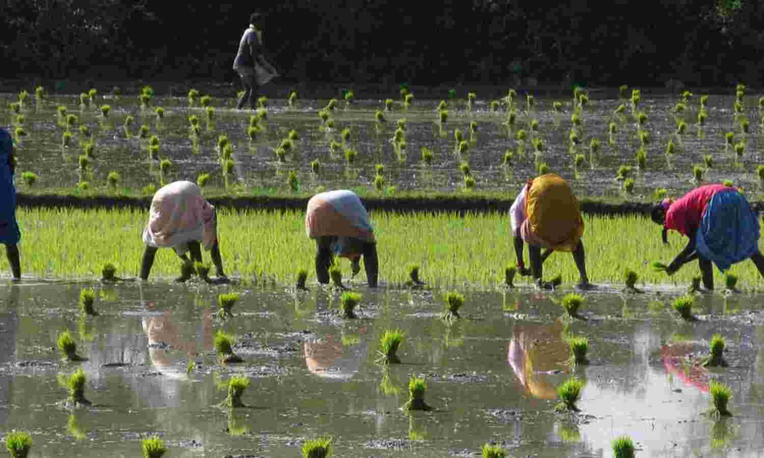 How India Could Cut Irrigation Water By 33%--And Reduce Anaemia, Zinc ...