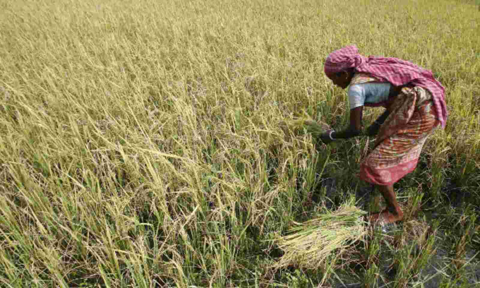 Why Small Farmers In Tamil Nadu Borrow Money At 60 Interest