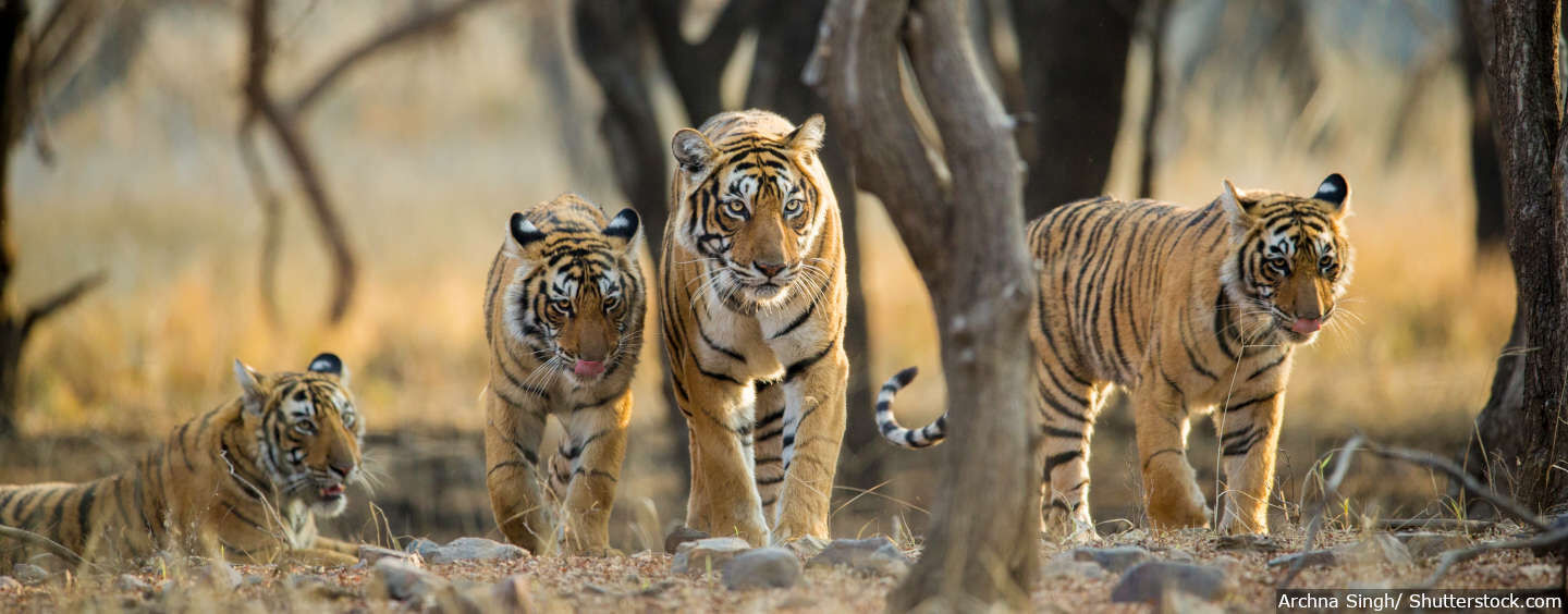 Tiger populations grow in India and Bhutan