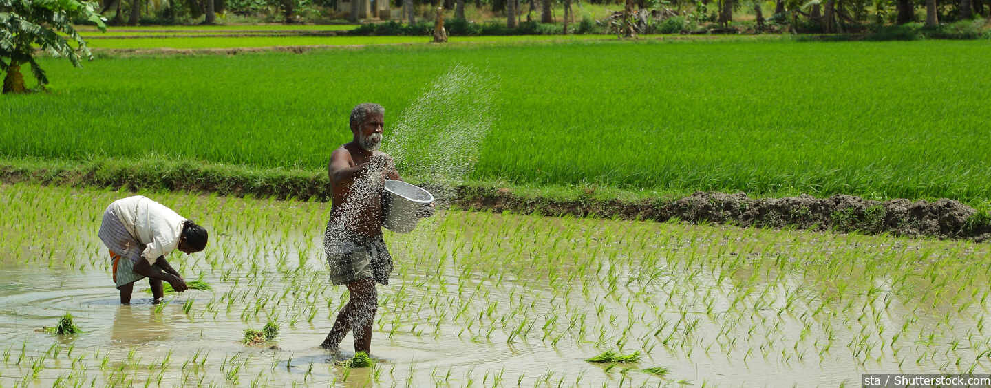 India Must Shift Rice Growing East From Punjab Haryana To Prevent 