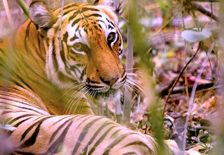 No Tigers In Bangladesh Sundarbans By 2070, As Region Faces 100% ...