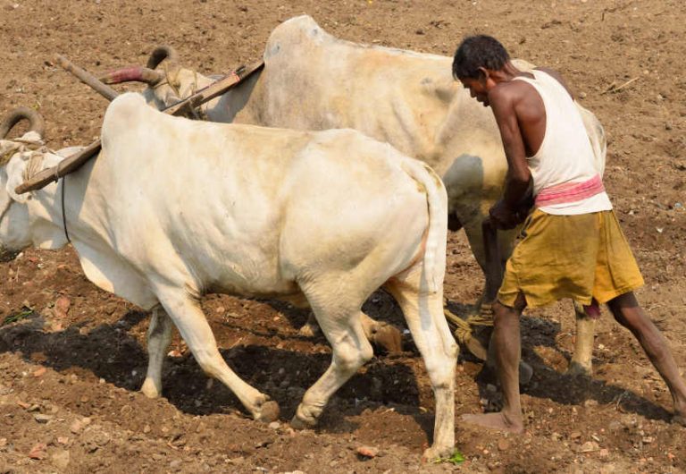 42 Indias Land Area Under Drought Worsening Farm Distress - 