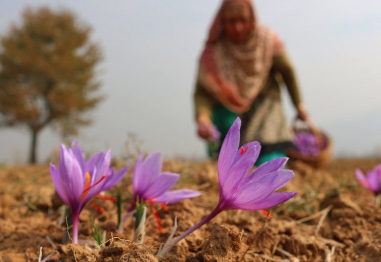 Farmers Pitch For GI Tag For Kashmiri Saffron, World’s Most Expensive ...